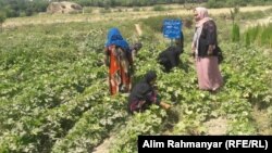 آرشیف