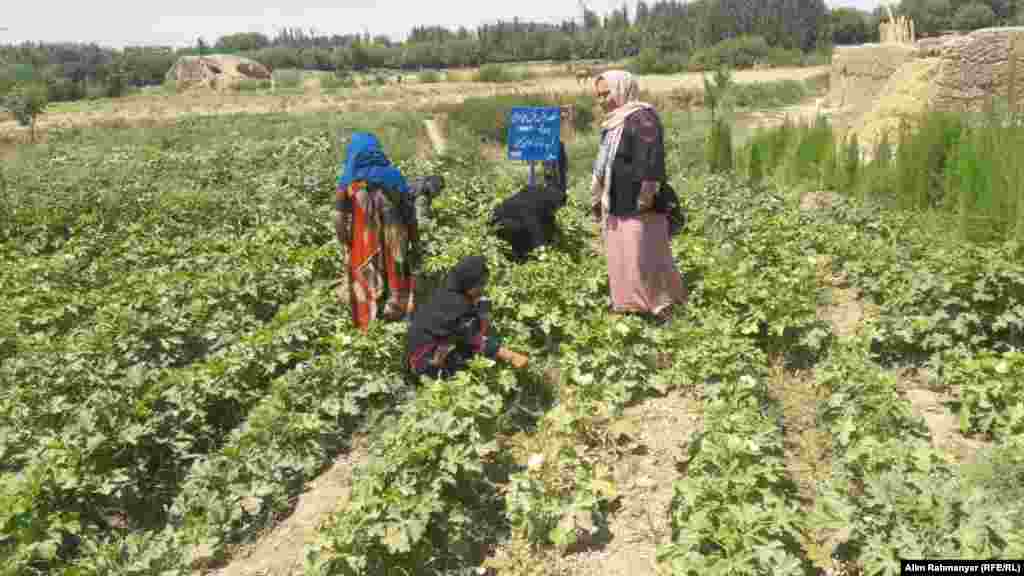 باغچه خانگی احداث شده در ولایت سرپل از سوی برخی از زنان