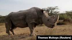 Кения. Дунёдаги энг сўнгги эркак каркидон Судан. 2017 йилнинг 18 июнида олинган сурат.