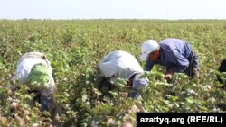 Трудовые мигранты на сборе хлопка на юге Казахстана. Село Есентаева, Мактааральский район, 2016 год