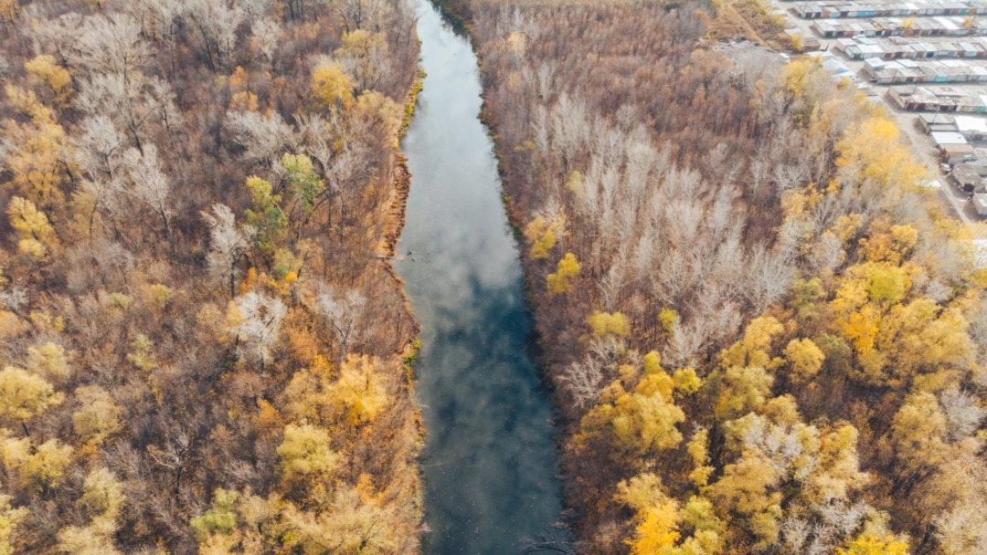 Дикіңізді экранға қойыңыз