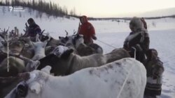 Аязды тоготпой, бугу минген ненистер