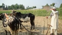 د زېدې ایاز خان د یېوې اوزار راښيي