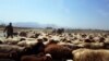 Стадо овец. Бахарден, Туркменистан, апрель 2021 г.