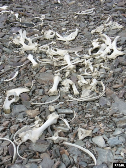 Вампирлер туралы порно фильмдер