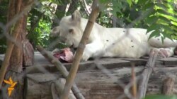 White Tiger Lounges Over Lunch At Tbilisi Zoo