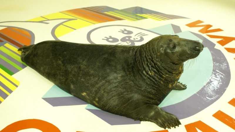 На день рождения тюлень Филя из Мурманска сделал трюк, который не выполнял 25 лет