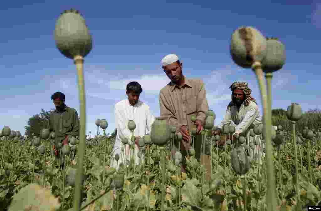Cəlalabad vilayəti, 2012.