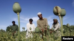 Afghan farmers work in a poppy field in Jalalabad province. (file photo)