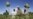 UN Alarmed By Afghan Poppy Growth