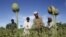 Afghan farmers work in a poppy field in Jalalabad province. (file photo)