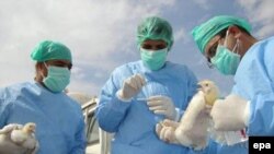 Ученые говорят, что вакцина не опасна для здоровья человека