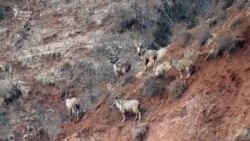 Мубориза бо шикори ғайриқонунии бузи морхӯр шадидтар мешавад