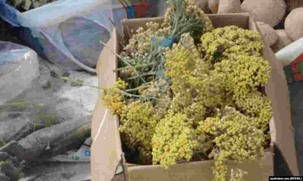 Garry Nohur obasynyň t&ouml;wereklerind&auml;ki daglyklarda dermanlyk se&yacute;rek ot-&ccedil;&ouml;pler &ouml;s&yacute;&auml;r.