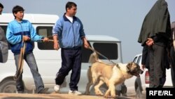 Türkmen häkimiýetleri on ýyl töweregi wagt bäri ýurtda öýsüz haýwanlary köpçülikleýin ýok etmek boýunça kampaniýa alyp barýarlar.