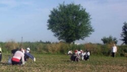 Gowaça meýdanlarynda ýekeleme işlerine badalga berildi, ideg işleri agyr zähmet talap edýär