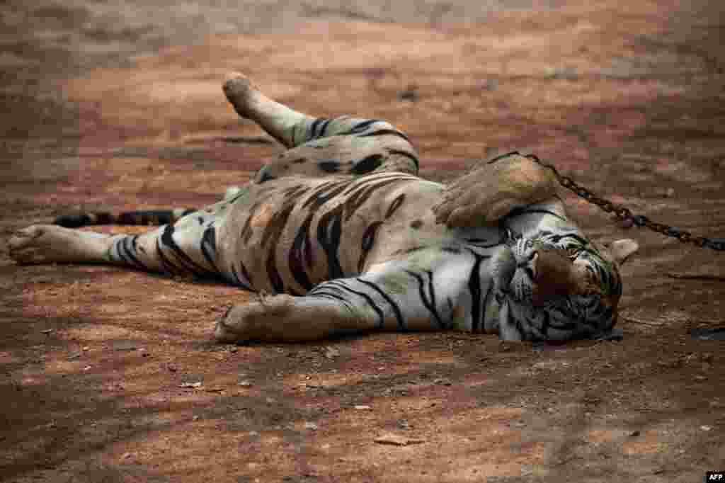 В 2008 году в соседней России запустили программу &laquo;Амурский тигр&raquo;, направленную на изучение амурского тигра с целью его сохранения в дикой природе