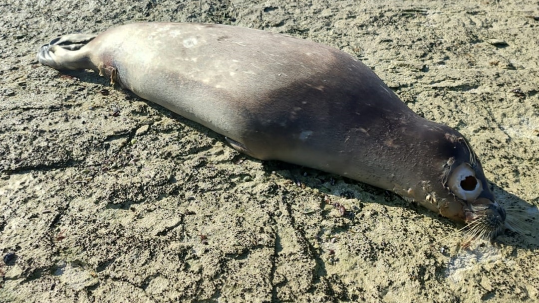 Отбасылық топтық секс