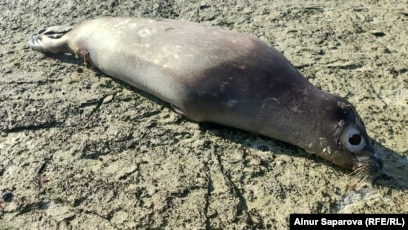 Порноны дереу қараңыз, содан кейін оны жойыңыз. Әйелдің есегінен презерватив шығып тұр (фото)