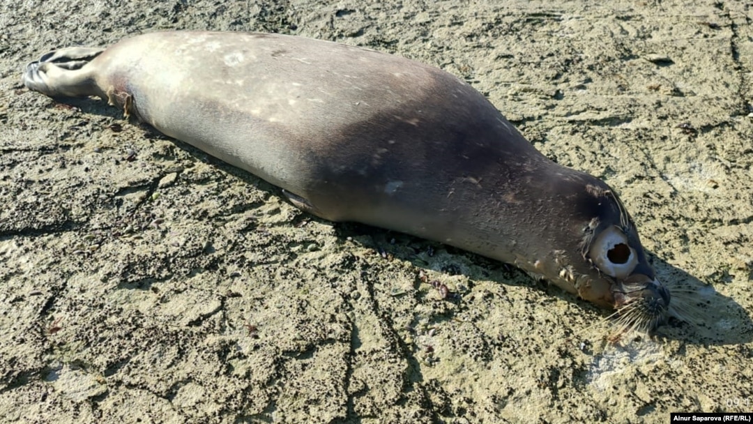 Сахнадағы мастурбация