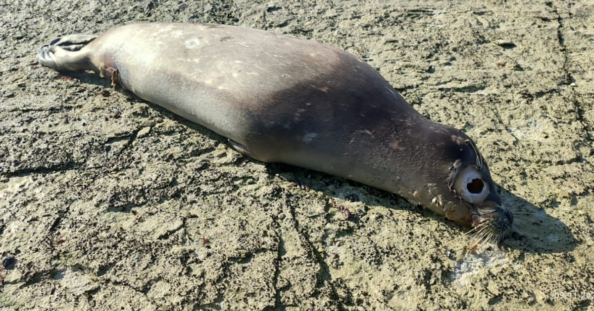 Порно комедиялар а