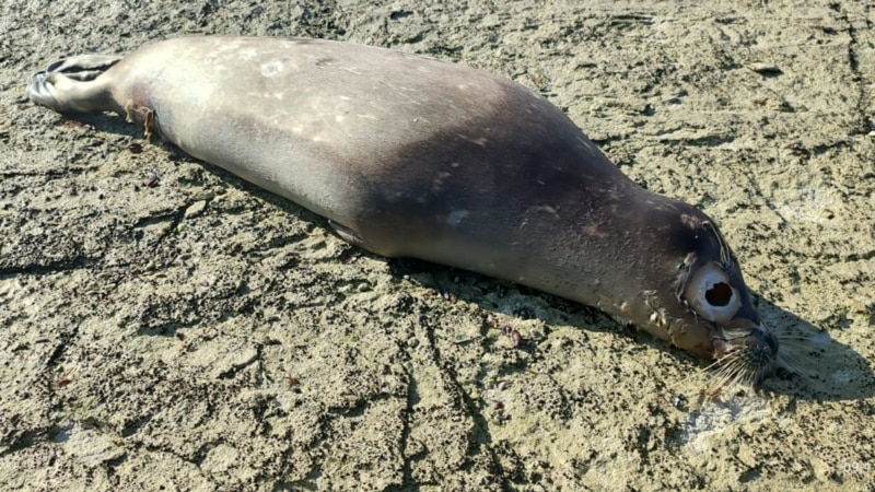 Маңғыстауда Каспий жағасынан жүзге жуық итбалық өлексесі табылды