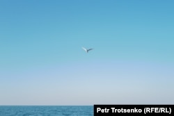 A bird flies over the northern part of the Aral Sea.