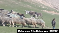 تصویر آرشیف: گله یی از گوسفندان در یکی از ولایات افغانستان 