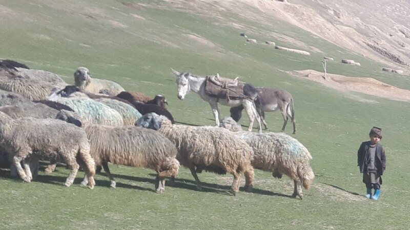 منع فروش بیضهٔ گوسفند در هرات با واکنش‌های مواجه شده است