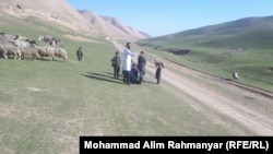 رمه گوسفند قره‌قل در شمال افغانستان