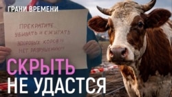 Ящур убивает скот: власти молчат, пытаясь спасти экспорт мяса | Казахстан отказался от зерна России 