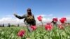 An Afghan policeman destroys poppies during a campaign against the illegal narcotic crop.