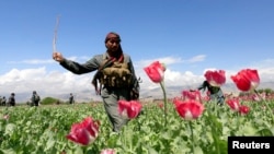 An Afghan policeman destroys poppies during a campaign against the illegal narcotic crop.