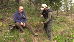Путин и Шойгу гуляют по тайге