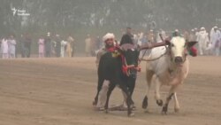 «Перегони биків» по-пакистанськи (відео)