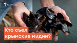 Кто съел крымские мидии? | Дневное ток-шоу