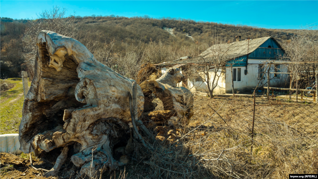 Зрізана стара тополя з краю сільської садиби на в&#39;їзді в село зі сторони села Трудолюбівка