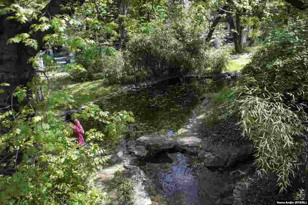 U šumskom ambijentu žive i po nekoliko desetina godina stari brestovi, stabla kavakaskih zelkova, ariši, više vrsta borova, smrča, hrastova, kestena, kedrova, primerci prastarih vrsta sekvoja i Pančićeve omorike.