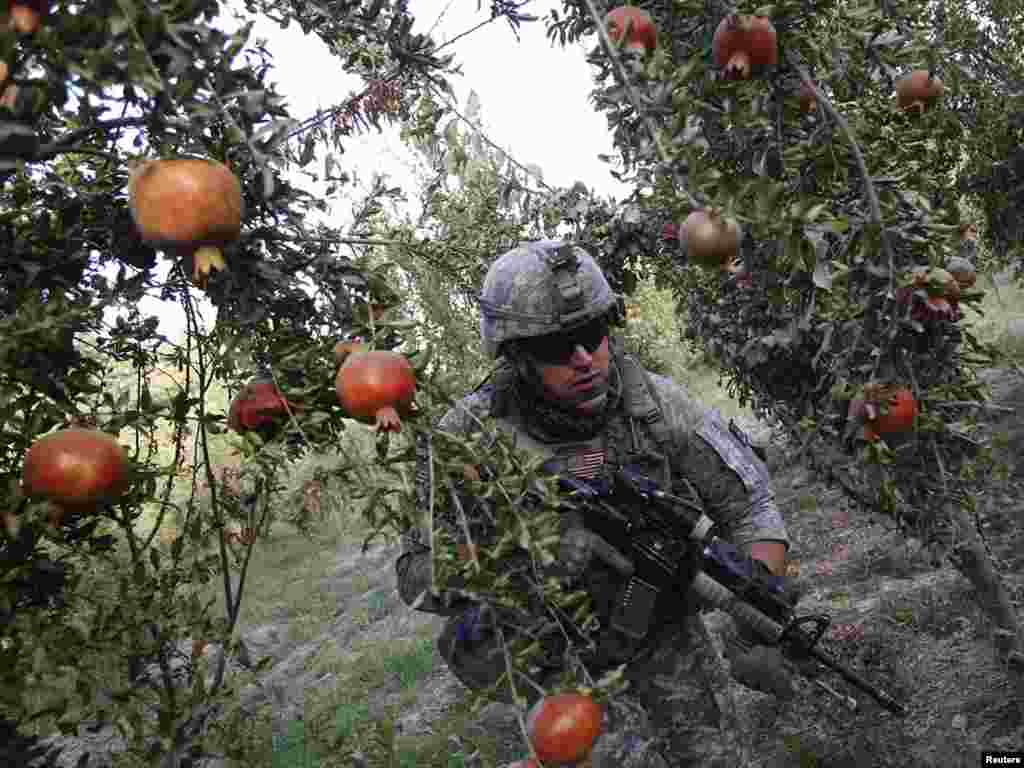 A U.S. soldier patrols in a pomegranate orchard in the Arghandab River valley in Afghanistan's Kandahar Province on September 7. Photo by Oleg Popov for Reuters