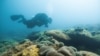 CROATIA-ENVIRONMENT/CORAL REEF