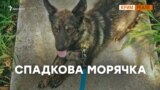 Військово-морський пес України – відео