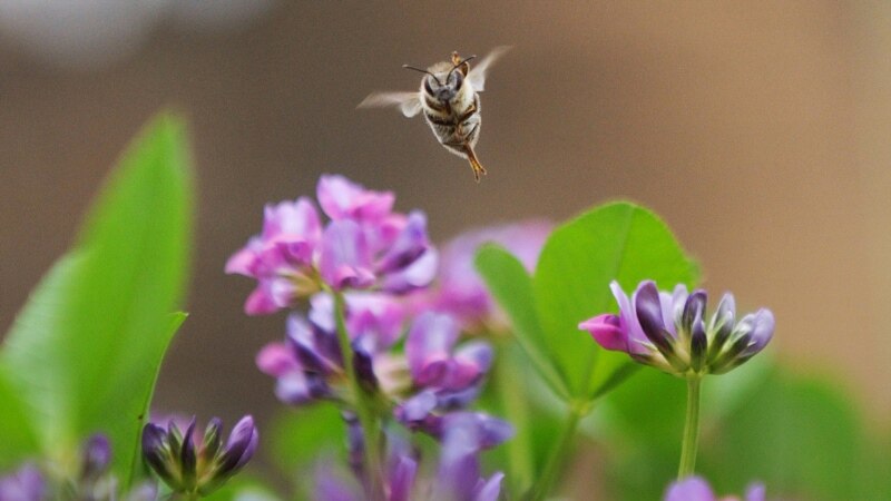 В Башкортостане снова массово гибнут пчелы