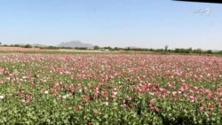 کشت وسیع کوکنار در ولایت کندهار