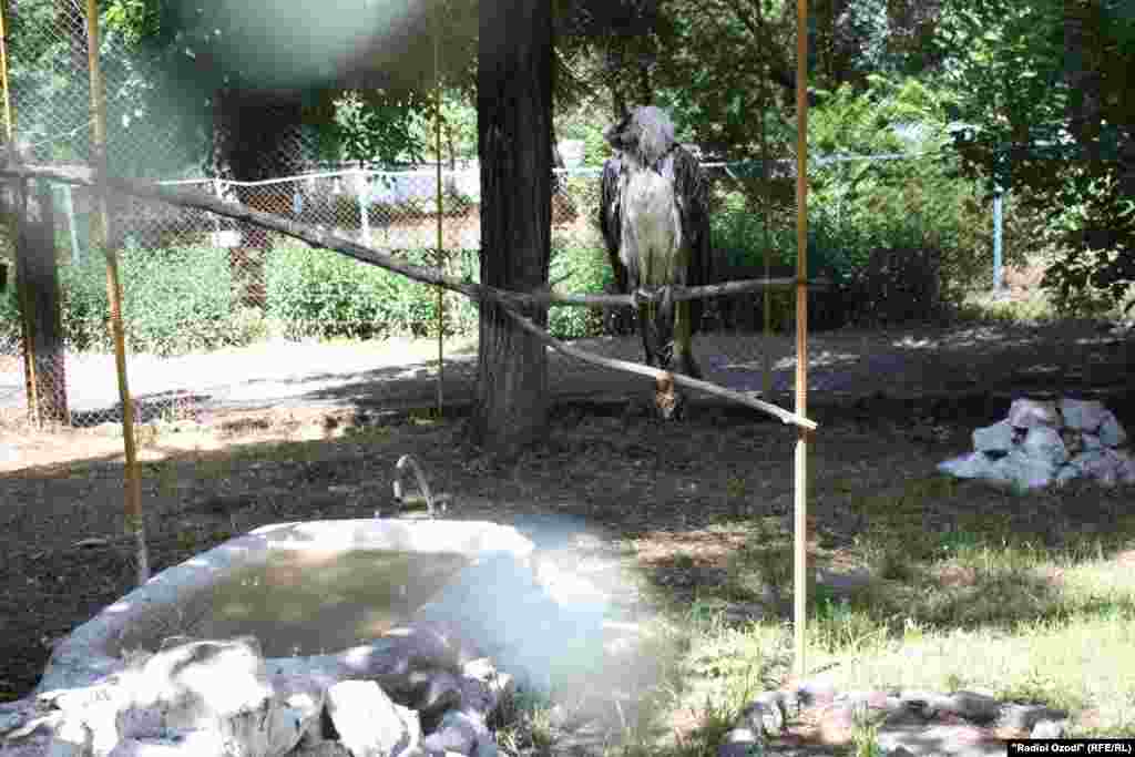 Парандаи лошахӯр.