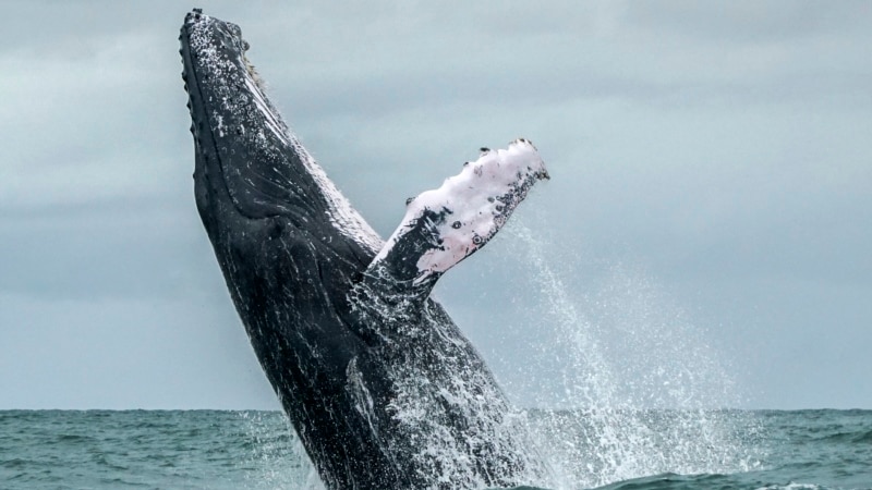 Жапония кит уулоону кайрадан баштайт