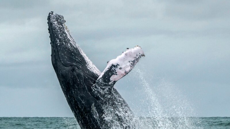 Više desetina kitova ubijeno u zalivu Farskih ostrva 