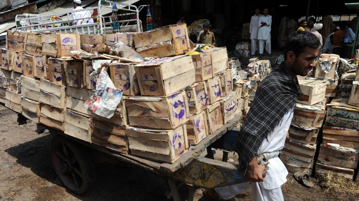 Export Gloom Sours Pakistans Prized Mango Season