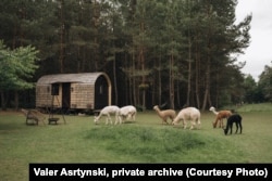 Хатка на фэрме з альпакамі