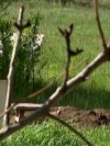 Ukrainians Bury Relatives In Backyards As Russian Attacks On Pokrovsk Continue