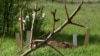 Ukrainians Bury Relatives In Backyards As Russian Attacks On Pokrovsk Continue
